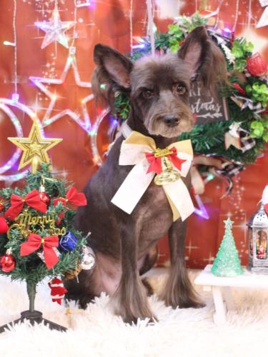 20231217コットンくん